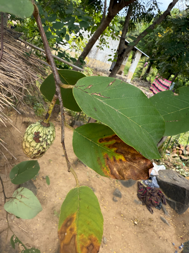 African Custard-Apple