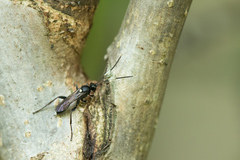 Vulgichneumon