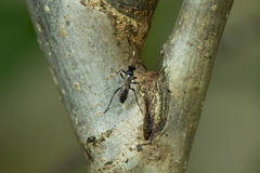 Vulgichneumon