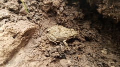 Crinia parinsignifera