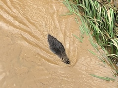 Myocastor coypus