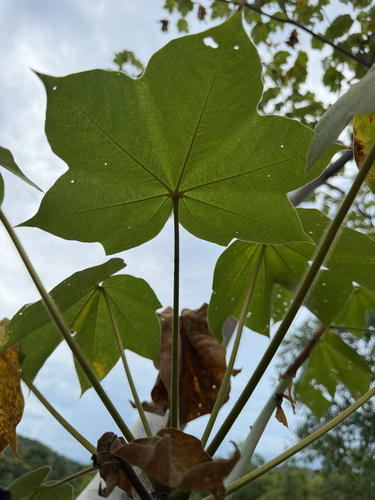 Large-Leaved Star-Chestnut