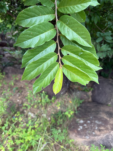 tasselberry