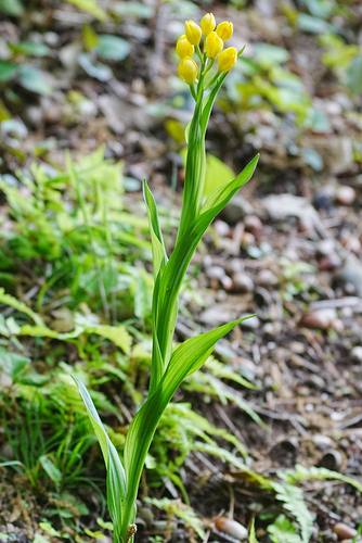 Image of Golden Orchid (Cephalanthera falcata) by (c) WATANABE Hitoshi 渡辺仁, some rights reserved (CC BY)