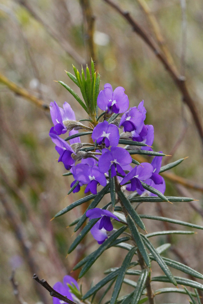 Brongniartieae