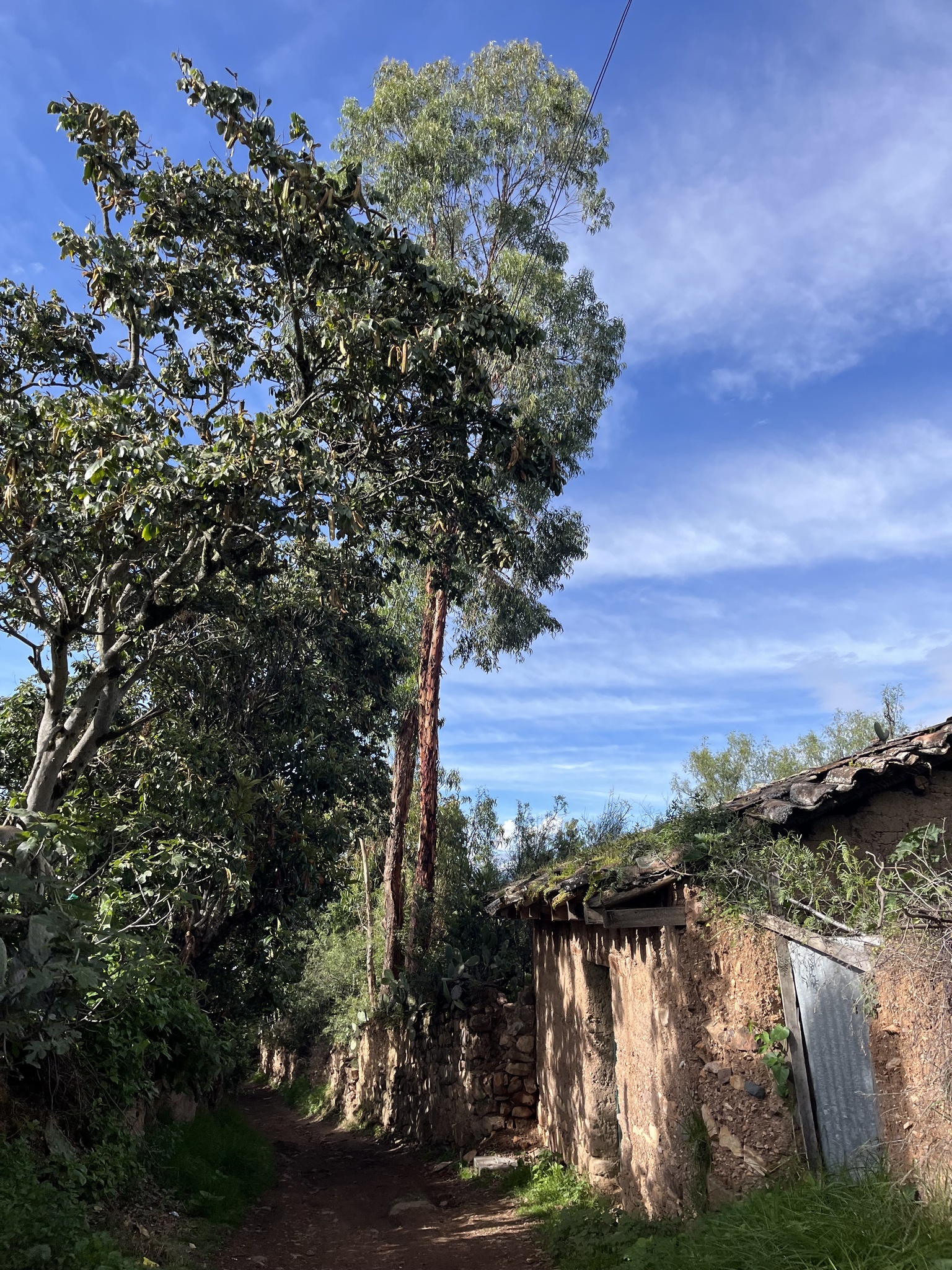 Imagem de Eucalipto-prateado