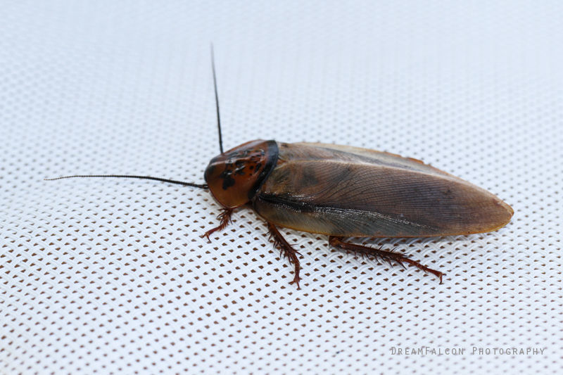Orange-headed Cockroach