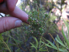 Erica axillaris
