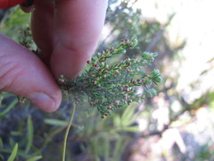 Erica axillaris