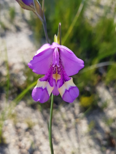 Gladiolus rogersii