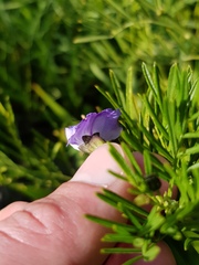 Psoralea affinis