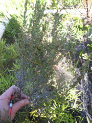 Erica axillaris