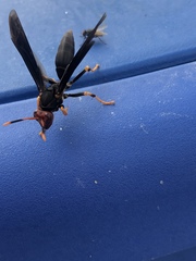 Polistes erythrocephalus