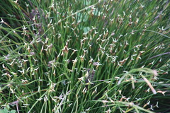 Hypodiscus willdenowia