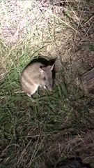 Eastern Barred Bandicoot photo 4