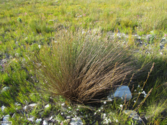 Hypodiscus argenteus