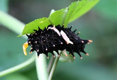 Troides minos