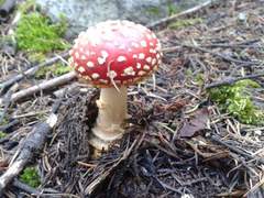 Amanita muscaria muscaria