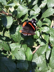 Vanessa atalanta