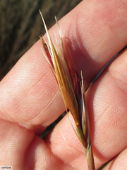 Hypodiscus argenteus