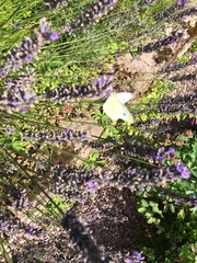 Pieris rapae