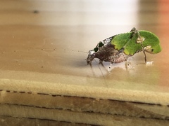 Pycnopalpa bicordata