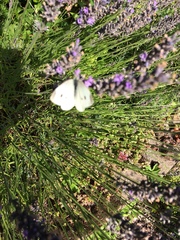 Pieris rapae