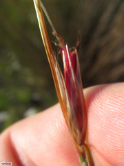 Hypodiscus argenteus