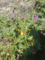 Solanum humile