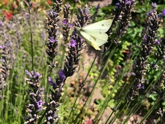 Pieris rapae