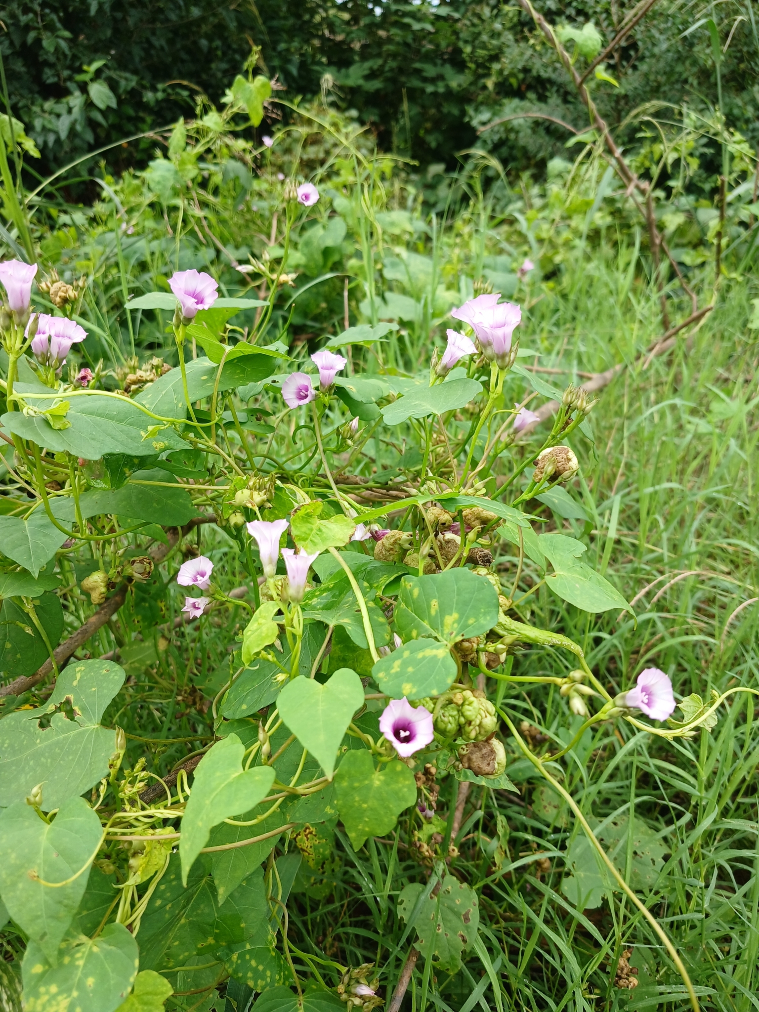 Imagem de Corda-de-viola
