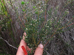 Phylica paniculata