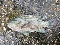 Oreochromis niloticus