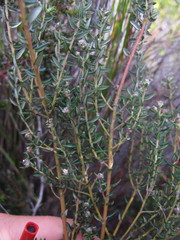 Phylica paniculata