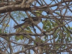 Mimus melanotis