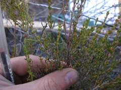 Erica axillaris