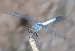 Brachydiplax chalybea