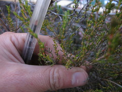 Erica axillaris