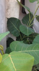 Ficus religiosa