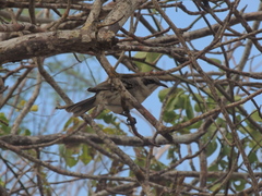 Mimus melanotis