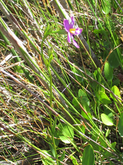 Chironia jasminoides