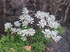 Crossostephium chinense