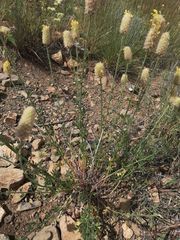 Dalea aurea