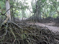 Rhizophora apiculata