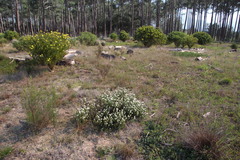 Metalasia pulchella