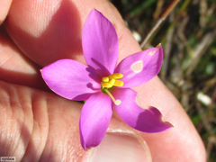 Chironia jasminoides