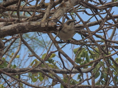 Mimus melanotis