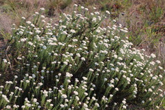 Metalasia pulchella