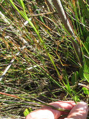 Chironia jasminoides