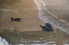 Cairina moschata domestica